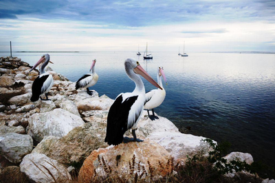 Pelikane auf Kangaroo Island, Australien Zugreise