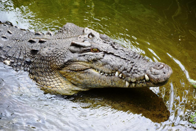Salzwasserkrokodile im Daintree River, Australien Reise