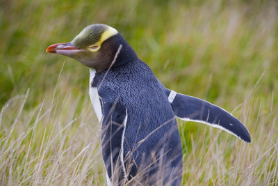 Gelbaugenpinguin in Akaroa Harbour, Neuseeland Luxusreise