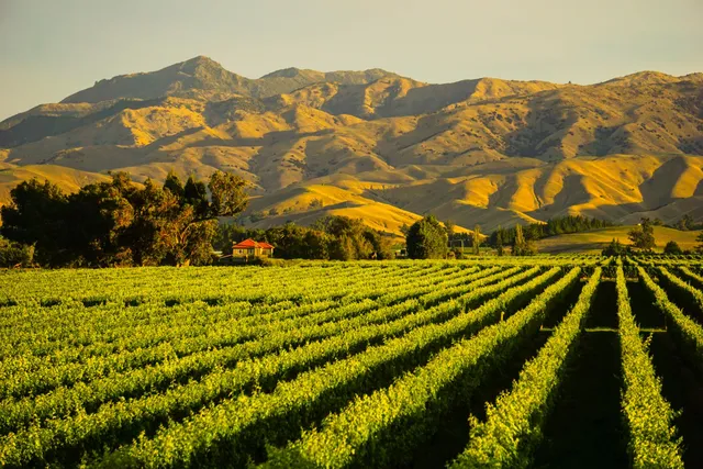 Weinfelder in Blenheim, Neuseeland Rundreise