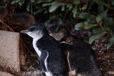 Pinguine, Tasmanien