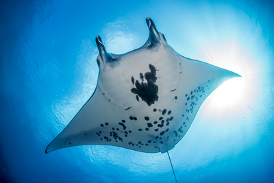 Mantarochen in der Südsee