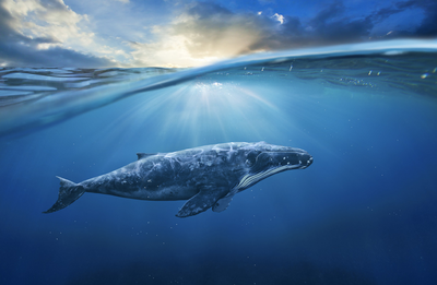 Walbeobachtung in Kaikoura/: Wal auf Tauchgang