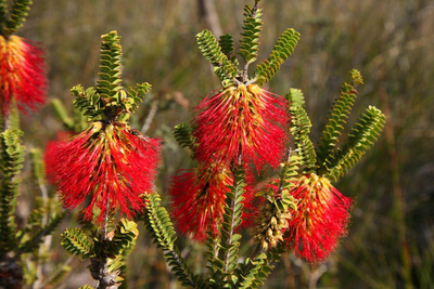 Wildblumen im Stirling Range National Park, Australien Zugreise