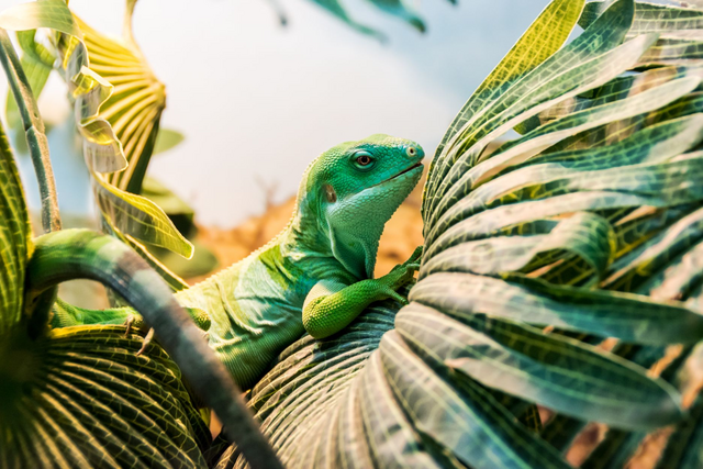 Fiji-Leguan, Südsee, Ozeanien Reisen