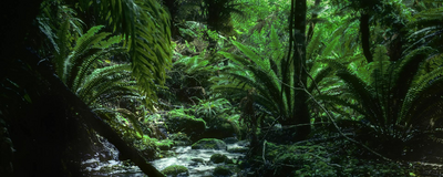 Dschungel, Stewart Island, Neuseeland Rundreise
