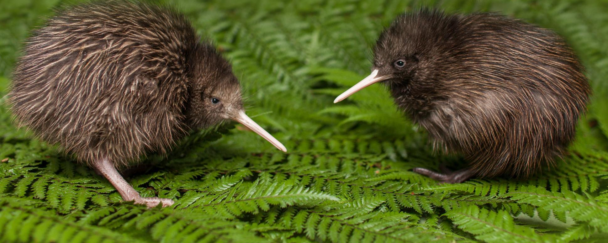 Seltene Kiwis, Neuseeland Rundreise