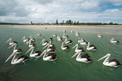 Pelikane, Gippsland Lakes, Australien Mietwagenreise