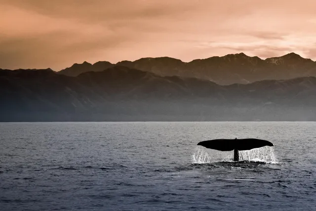 Wale, Kaikoura, Neuseeland Rundreise