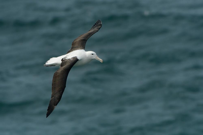 Northern Royal Albatross, Otago, Neuseeland Luxusreise