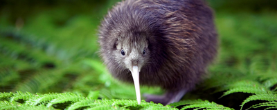 Kiwi im Rainbow Springs Nature Park, Neuseeland Rundreise
