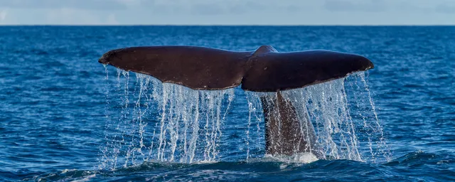 Walbeobachtung in Kaikoura/Neuseeland – Schwanzflosse eines Pottwals