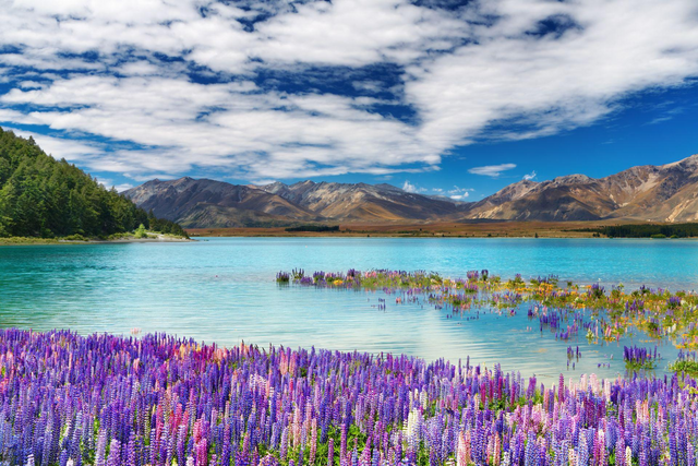 Lake Tekapo, Neuseeland Rundreise