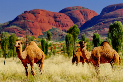 Dromedare im Uluru Nationalpark, Australien Reise