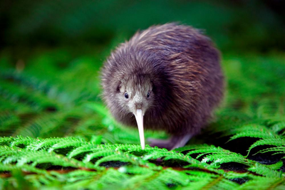 Kiwi, Rainbow Springs Nature Park, Neuseeland Luxusreise