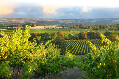 Mc Laren Vale, Australien Rundreise, Weingebiet 