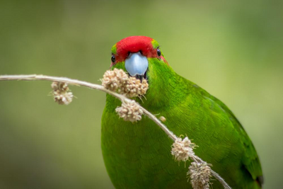 Kakariki im Zealandia Naturpark, Neuseeland Luxusreise
