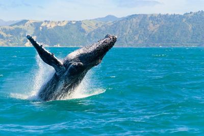 Buckelwal in Kaikoura, Neuseeland Luxusreise