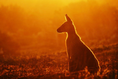 Känguru bei Sonnenuntergang, Heimreise, Australien Zugreise