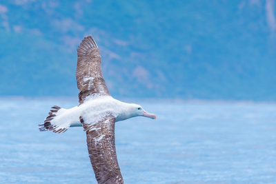 Königsalbatross in Kaikoura/Neuseeland