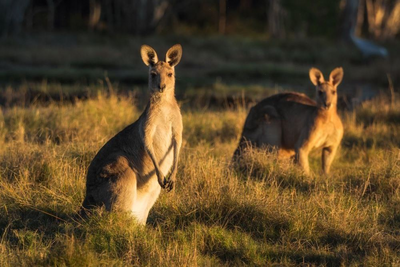 Kängurus, Kangaroo Island, Australien Mietwagenreise