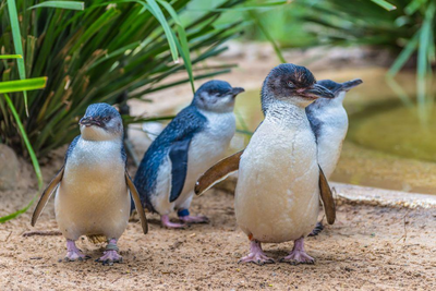 Little Blue Penguins, Oamaru, Neuseeland Mietwagenreise