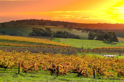 Weinanbaugebiet, Barossa Valley, Australien Mietwagenreise