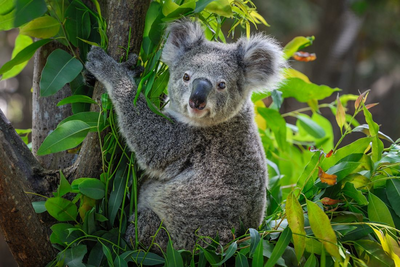 Koala, Australien Rundreise