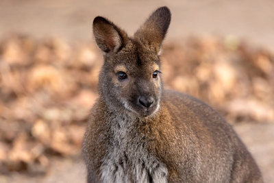 Wallaby, Cradle Mountain Nationalpark, Tasmanien Mietwagenreise