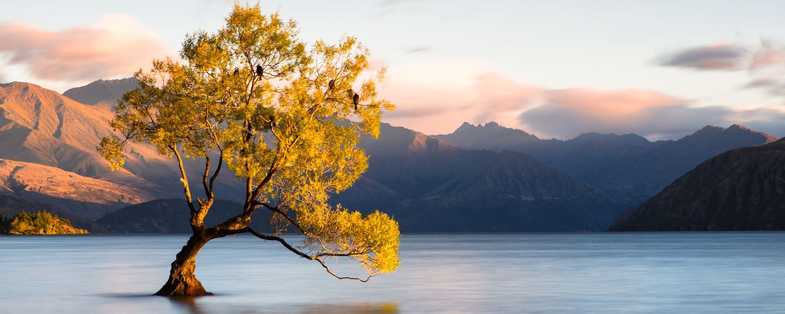 Baum im Lake Wanaka, Neuseeland Reisen, Ozeanien