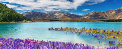 Tekapo See, Neuseeland Rundreise