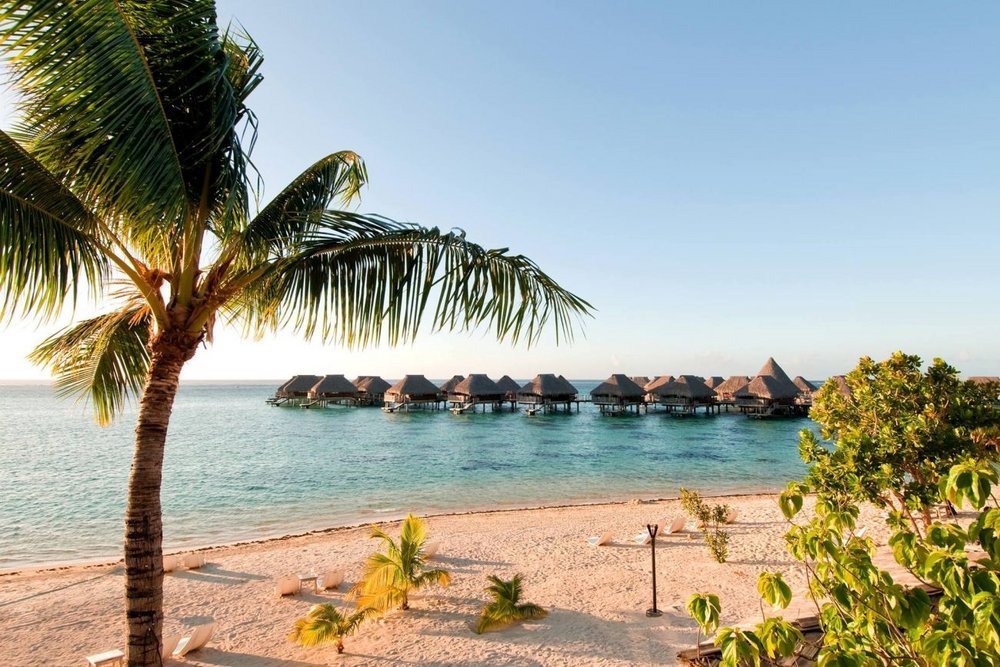 Palme am Strand, Hilton Moorea Lagoon Resort & Spa, Französisch Polynesien, Südsee Reise