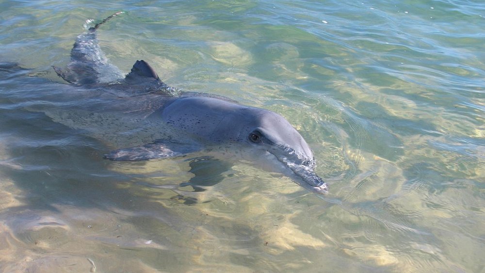 Wildlebende Delphine am Strand des Hotels, Monkey Mia Dolphin Resort, Australien Rundreise