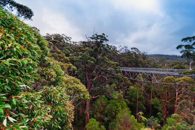 Giant Tingle Tree Walk, Walpole, Australien Zugreise