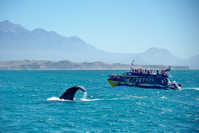 Whale-Watching-Tour in Kaikoura/Neuseeland