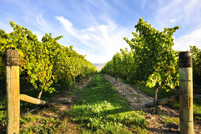 Weinberg, Blenheim, Neuseeland Mietwagenrundreise