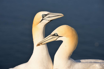 Basstölpel am Cape Kidnappers, Neuseeland Luxusreise