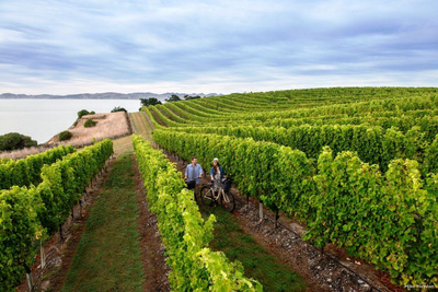 Weinberge, Marlborough Sounds, Neuseeland Mietwagenreise
