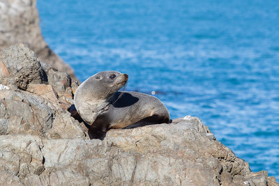 Seebär in Kaikoura/Neuseeland